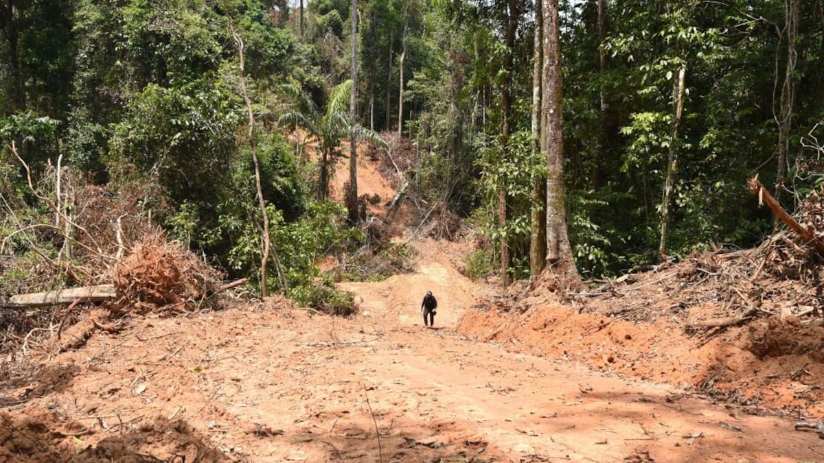 El increíble secreto de los Tsimané: una tribu amazónica encontró el escudo natural contra la demencia