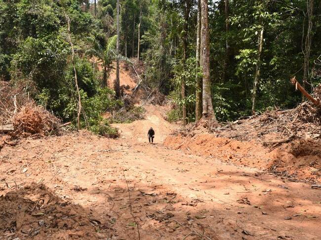 Oficiales del estado de Pará constatan la deforestación del Amazona