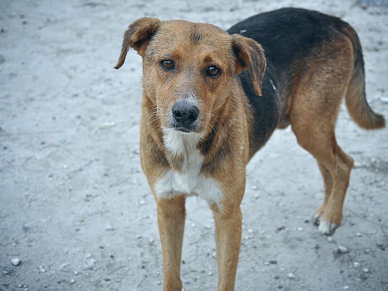 Insólito: Perro fue pintado para que pareciera tigre en Malasia
