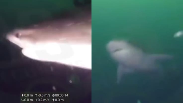 Captan a tiburón de 4 metros en Puerto Montt: obligó a suspender faenas submarinas en Chinquihue