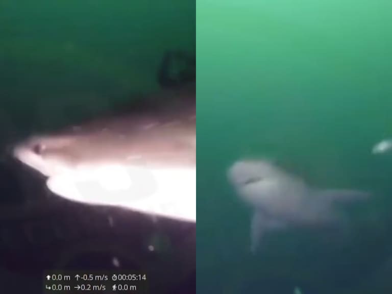 Captan a tiburón de 4 metros en Puerto Montt: obligó a suspender faenas submarinas en Chinquihue