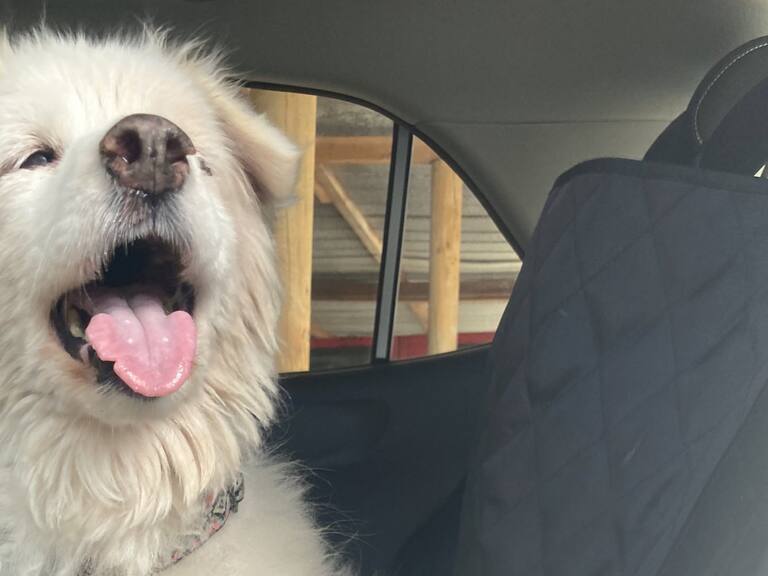 «Quedaste en el corazón de muchos»: murió Blanquita Montt, perrita icono de las redes sociales