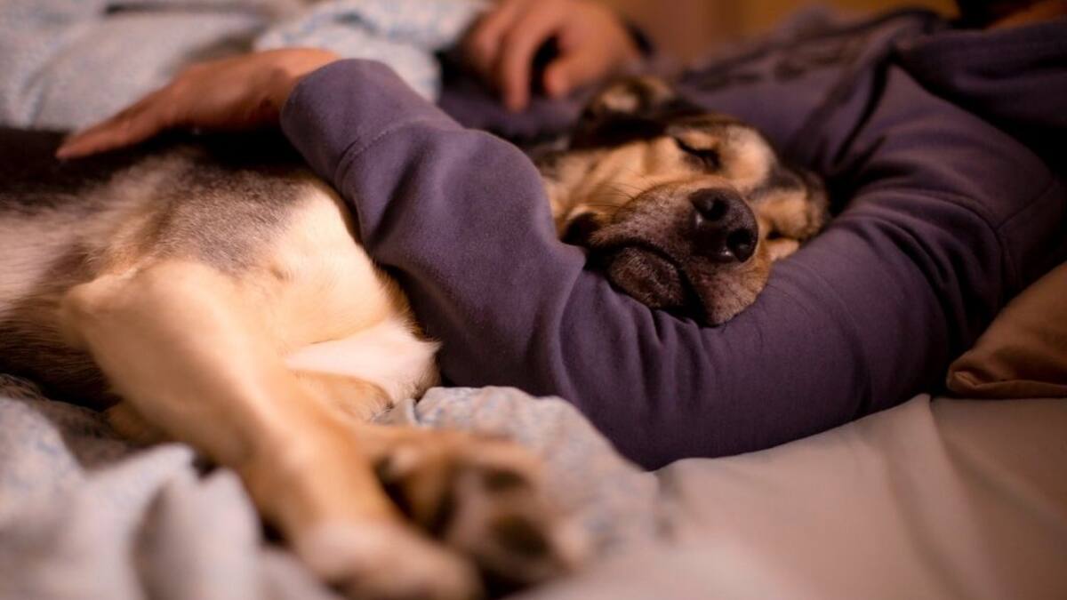 Más del 50% de los chilenos duerme con su mascota: expertos revelan si realmente es bueno para la salud