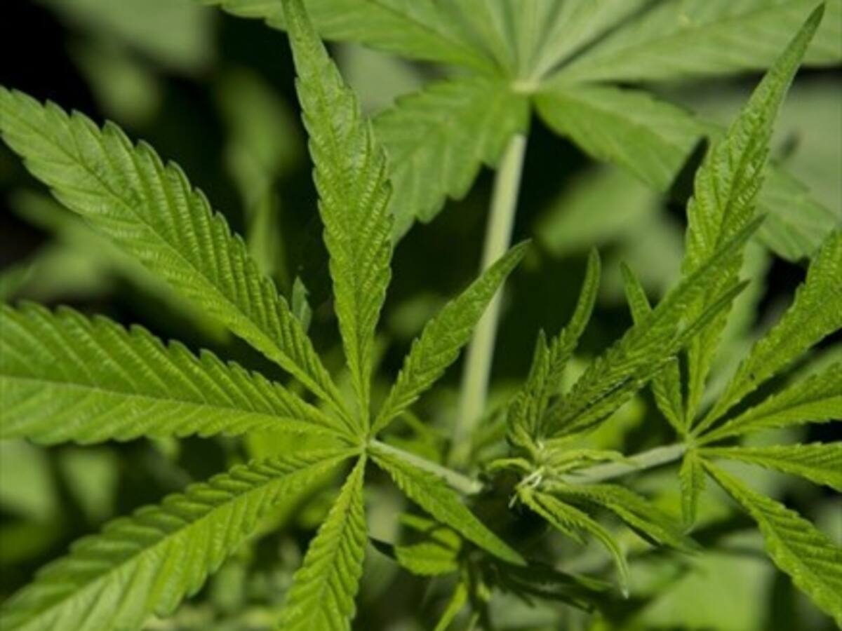 Wall Street se acerca al negocio de cannabis