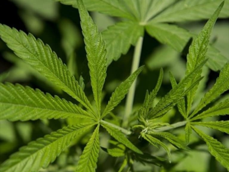 Wall Street se acerca al negocio de cannabis