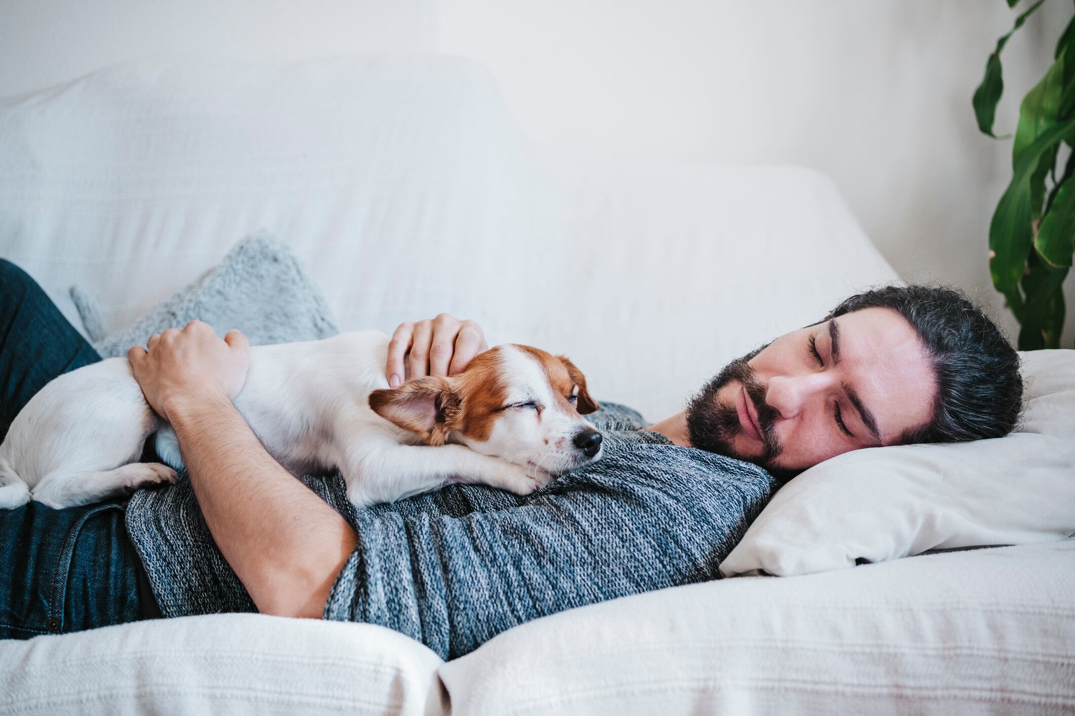 Siesta