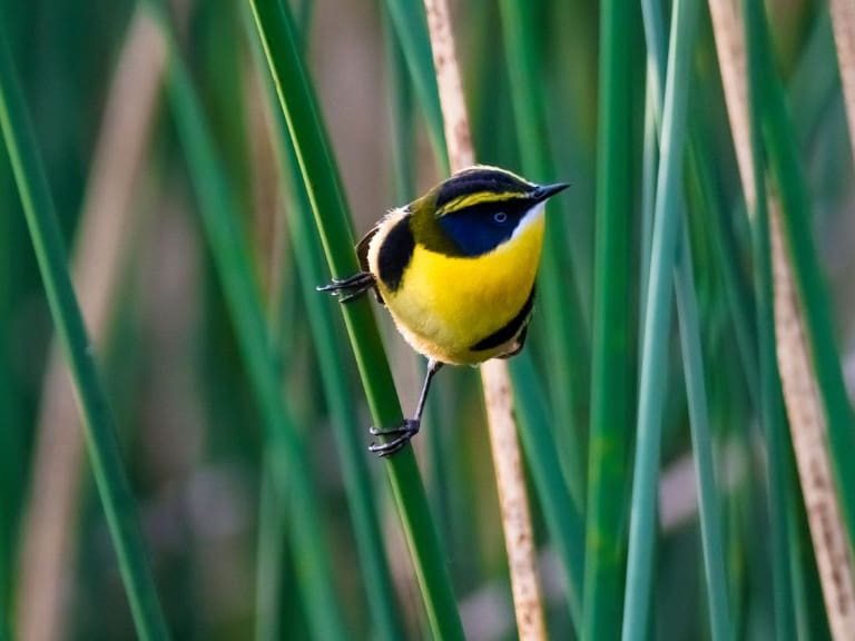 ¡Fiu es visto en pleno centro de Santiago!: fotógrafo capta a un siete colores frente a La Moneda