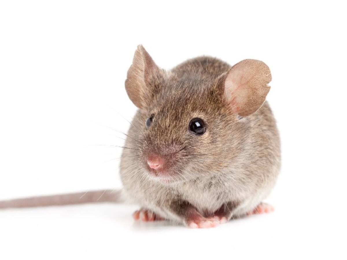 Científicos crean ratones con dos padres: hicieron óvulos con células de la piel masculinas