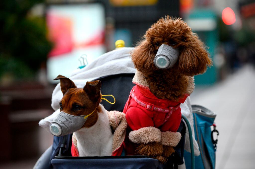 Unas mascotas usan mascarillas durante un paseo por la ciudad de Shanghái