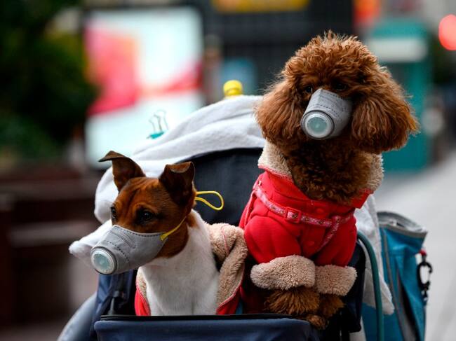 Unas mascotas usan mascarillas durante un paseo por la ciudad de Shanghái