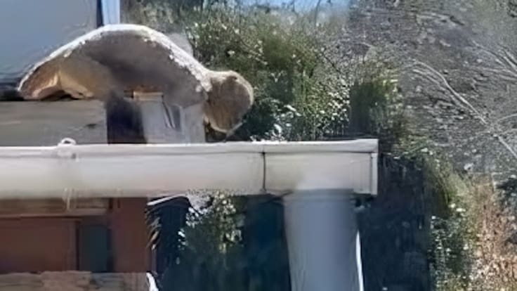 “Se metió a la casa y lo atrapé”: vecino de Quilpué encuentra mono que arrancó del zoológico de la ciudad