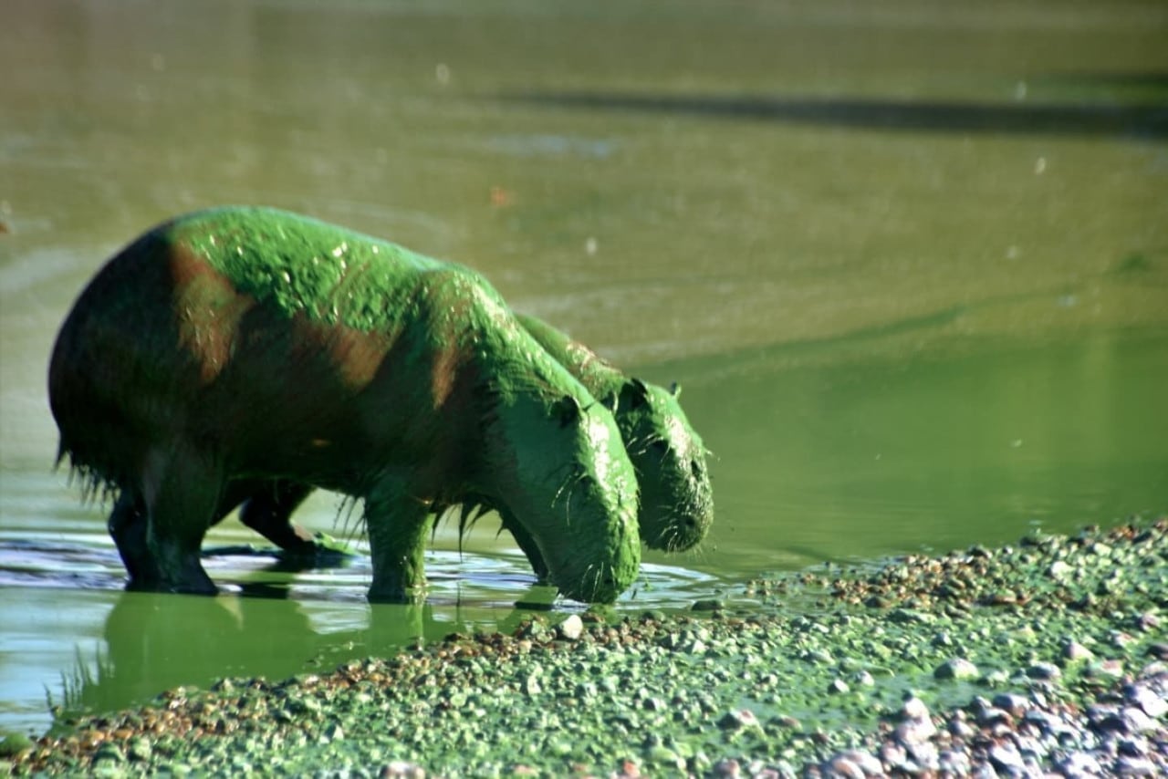 Capibaras