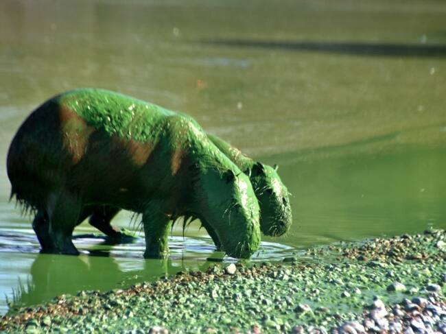 Capibaras