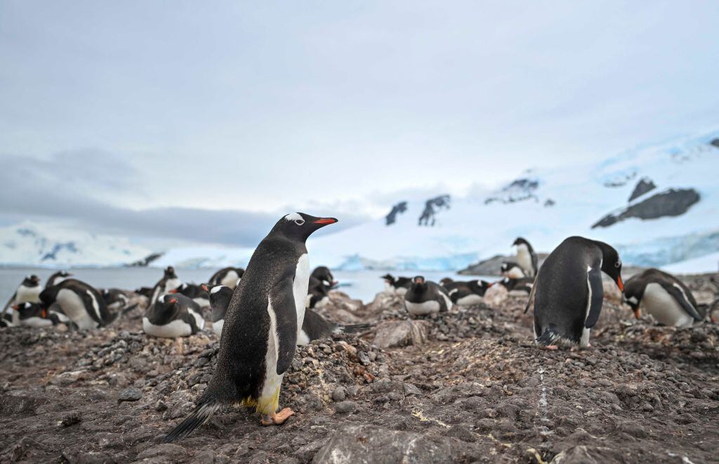 Imagen de una colonia de pingüinos papúa en el territorio de la Antártica.