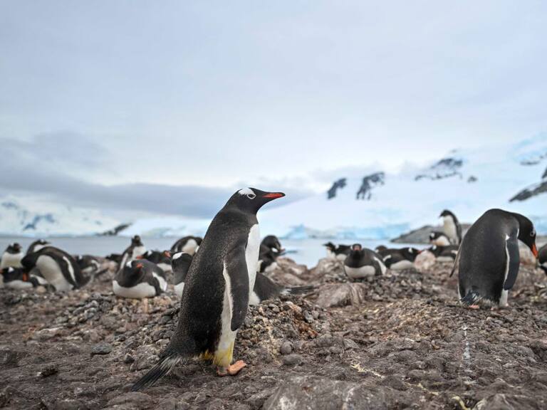 Imagen de una colonia de pingüinos papúa en el territorio de la Antártica.