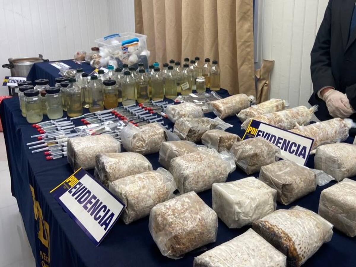 68 kilos de hongos alucinógenos incautados: operativo desbarata laboratorio clandestino en San Carlos