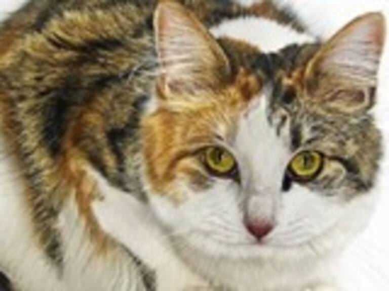 Estas son las 14 señales de que tu gato te quiere tanto como lo haría un perro