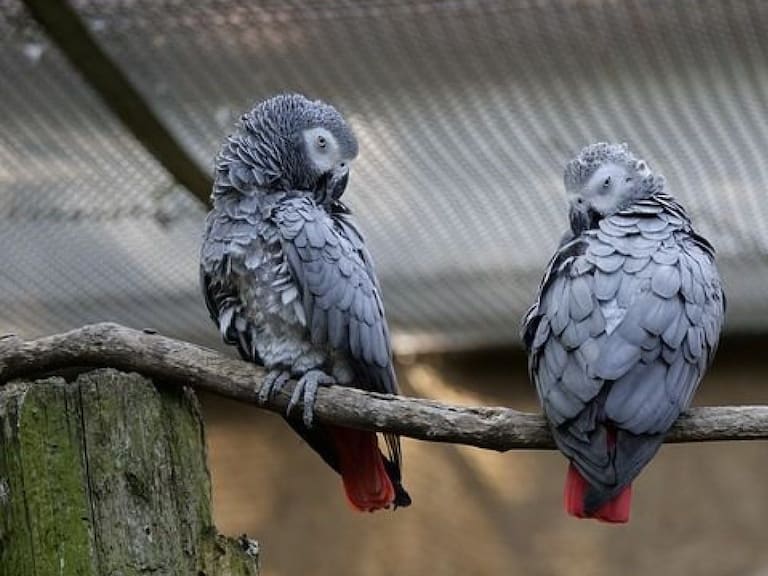Cinco loros tuvieron que ser aislados por insultar a los turistas de su zoológico