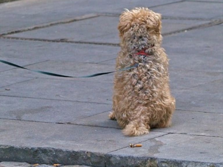Artista francés creó campaña en contra del abandono animal usando a conocidas mascotas animadas