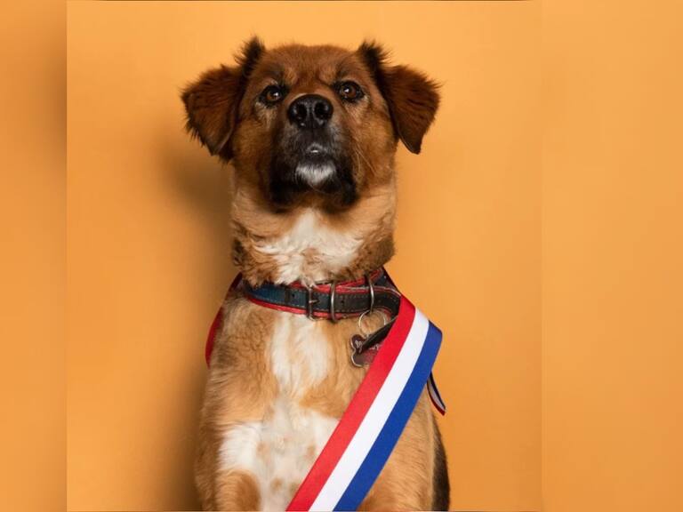 La «carta abierta» del perro Brownie al Presidente Gabriel Boric