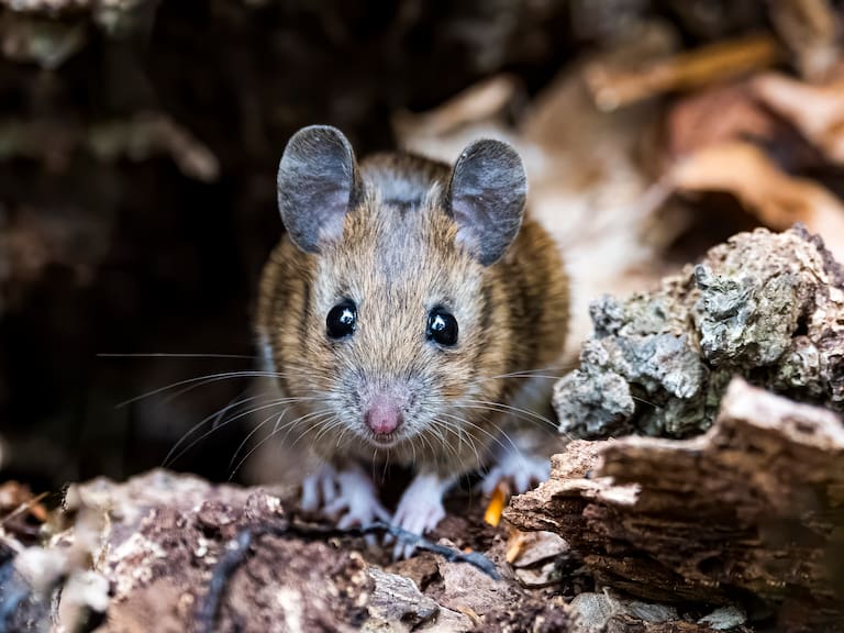 Getty Images - Referencial