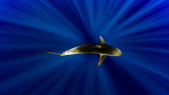 Tiburones capturados emitiendo sonidos activos por primera vez
