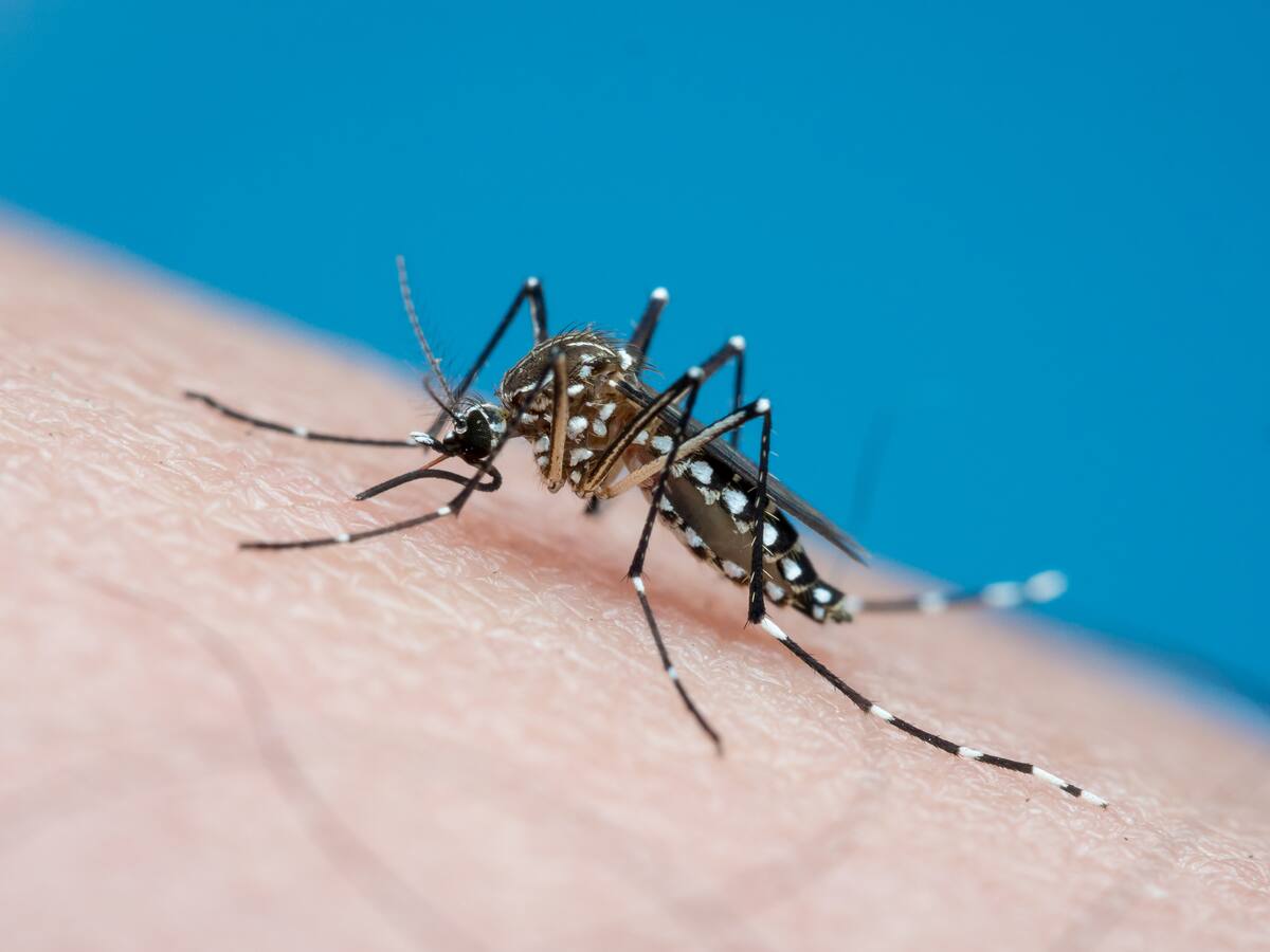 Alerta amarilla por dengue en Chile: cómo identificar si estoy contagiado y cuándo debería ir al médico