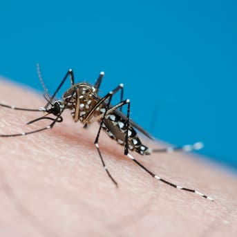Alerta amarilla por dengue en Chile: cómo identificar si estoy contagiado y cuándo debería ir al médico