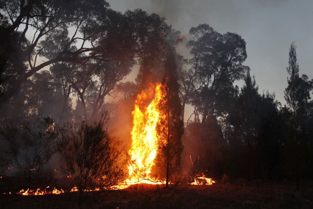 Incendio forestal