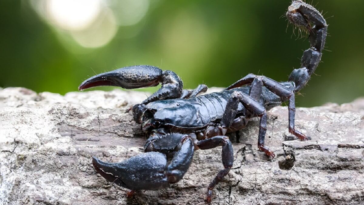 Plaga de escorpiones en Egipto
