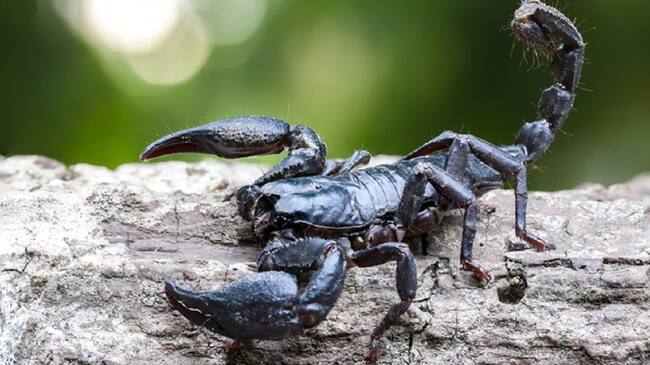 Plaga de escorpiones en Egipto