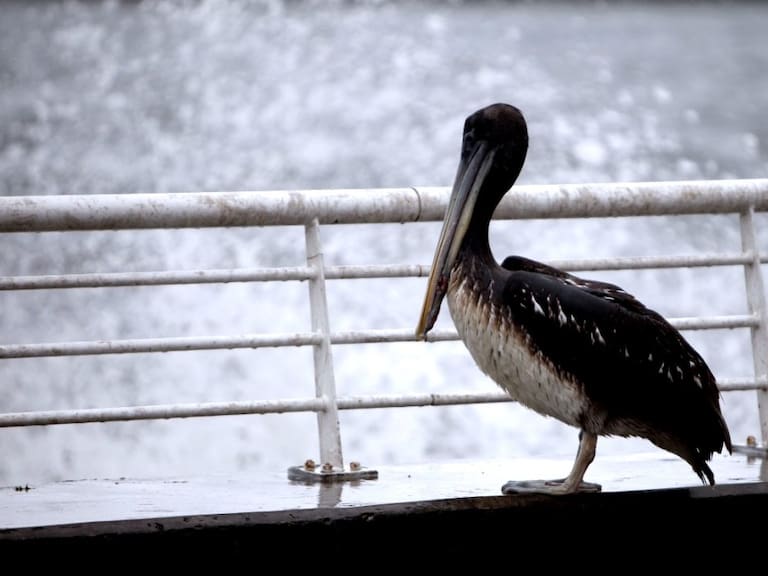 SAG confirma nuevos casos de gripe aviar en Iquique y Antofagasta