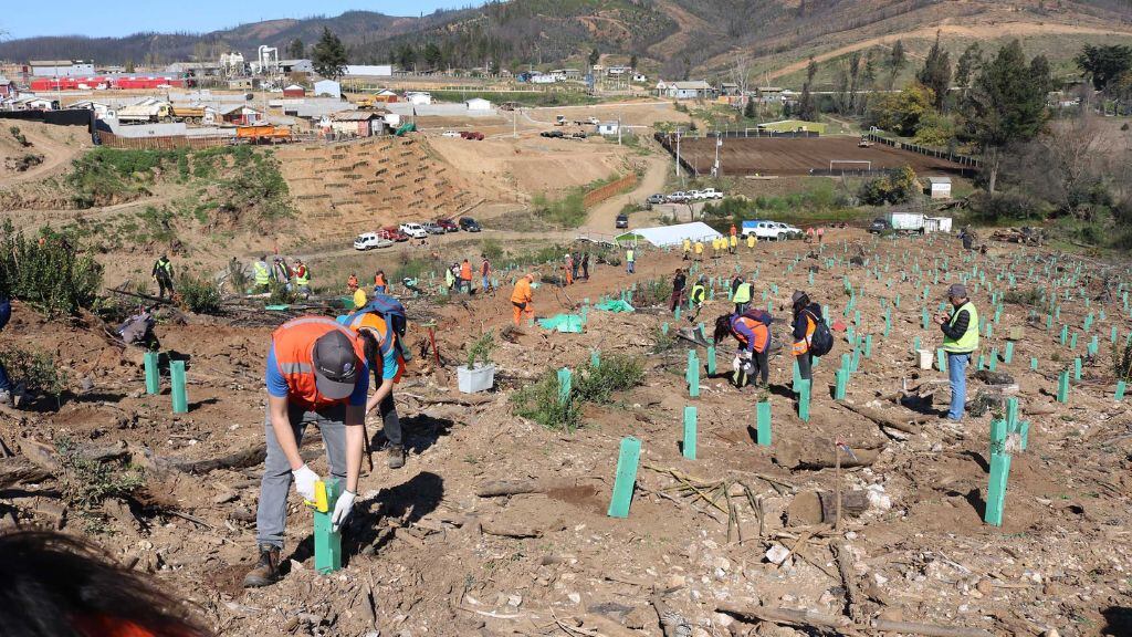 reforestación - nature net positive - arauco - reforestación