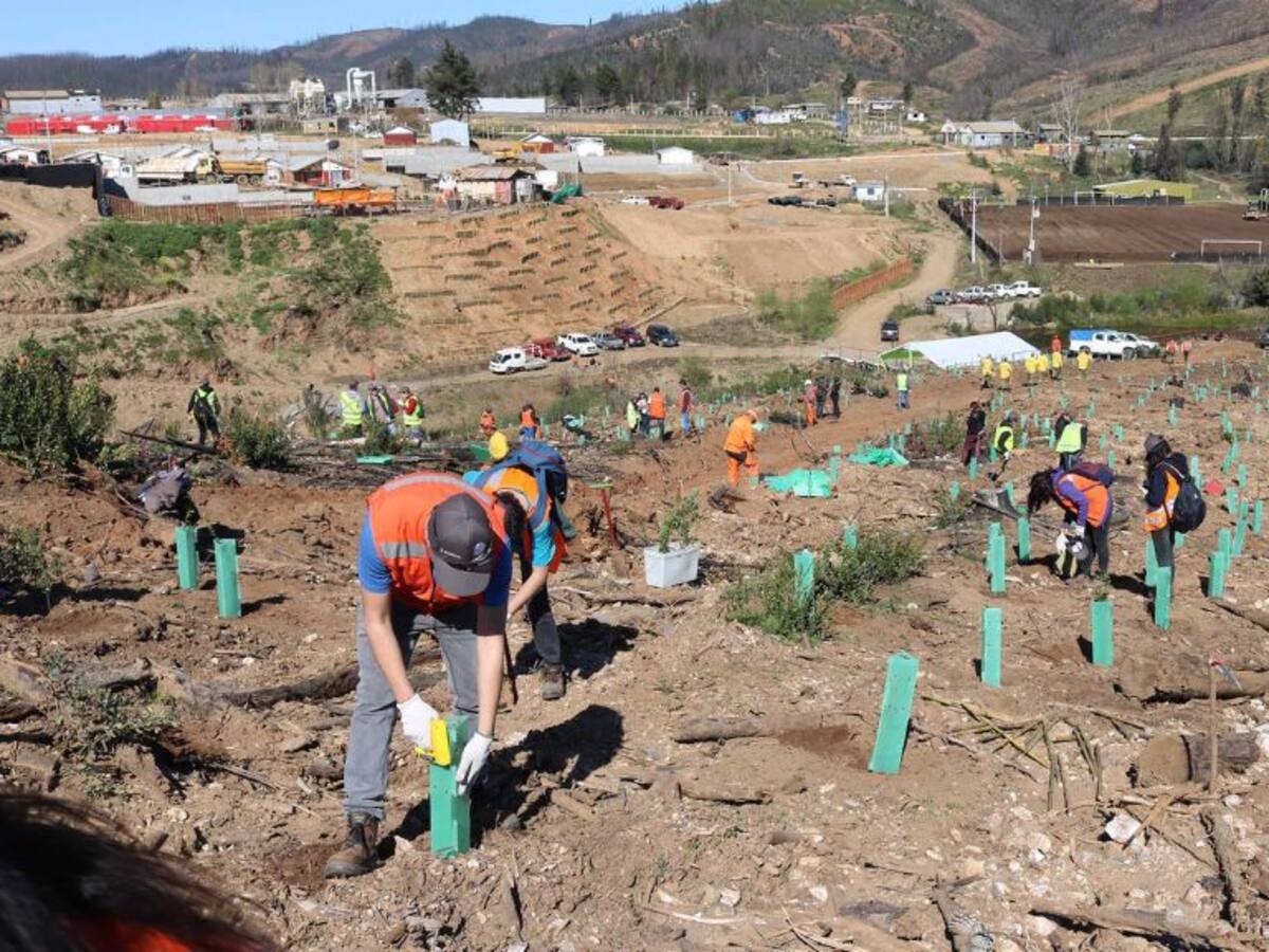 Arauco lamenta el «déficit de precipitaciones» ante el trabajo especializado en reforestación