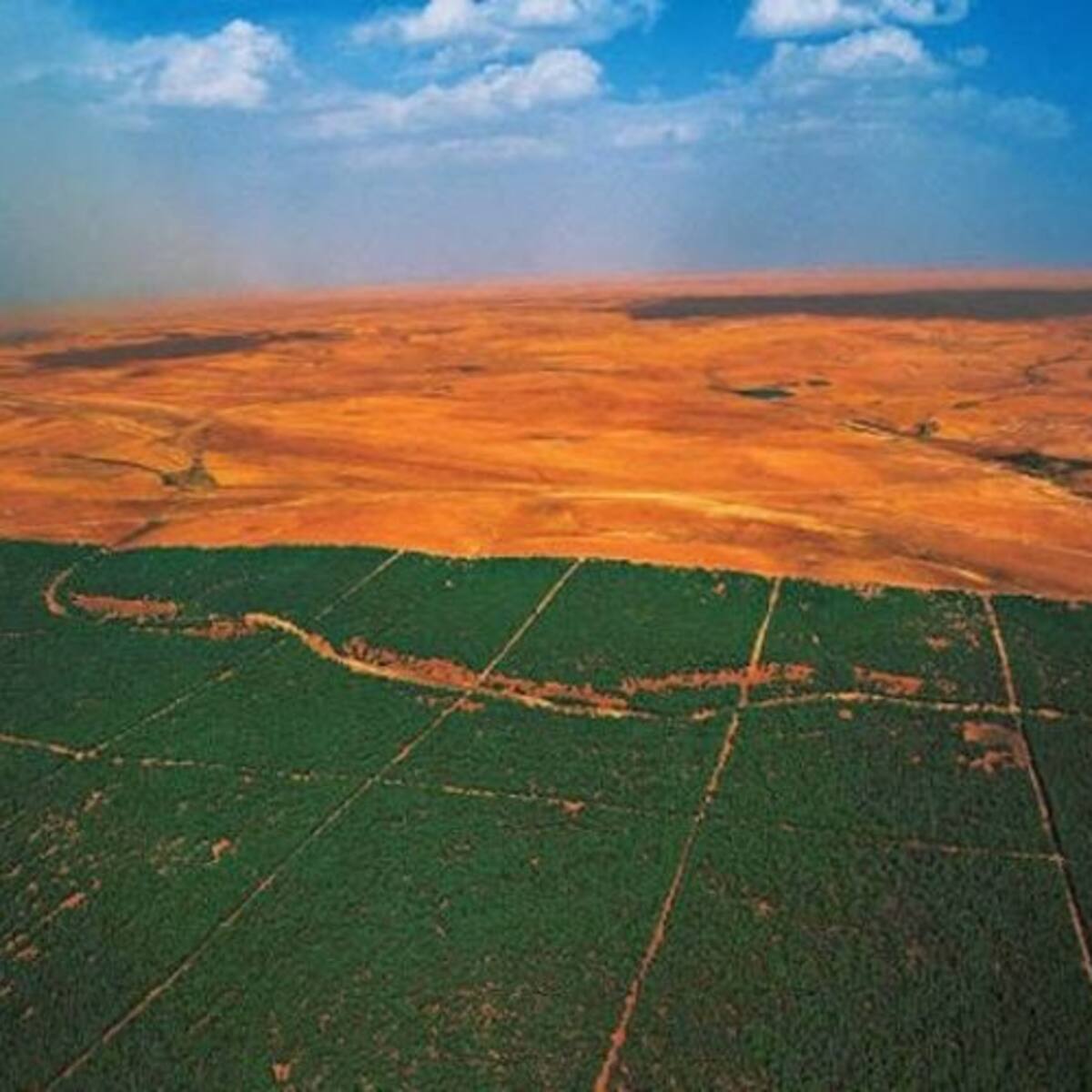 África construye gran muralla verde que cruza 11 países para detener el desierto del Sahara