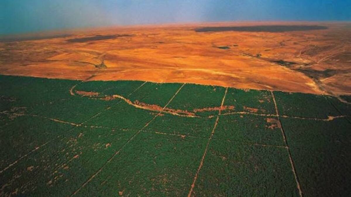 África construye gran muralla verde que cruza 11 países para detener el desierto del Sahara