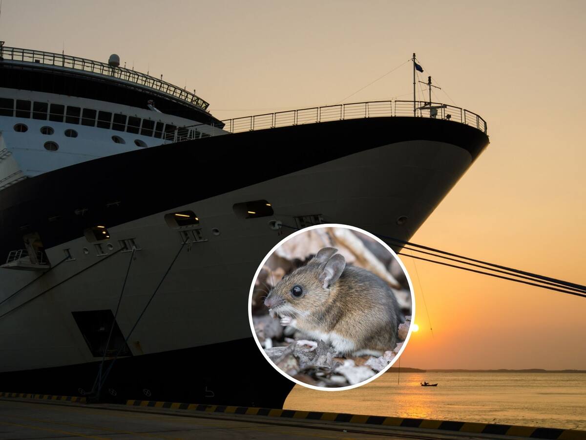 Aíslan a dos chilenos que subieron al crucero que sufre brote de hantavirus en el Atlántico