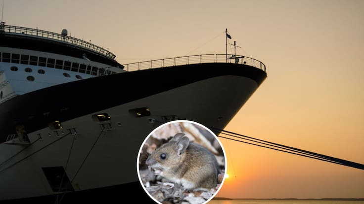España recibirá crucero en alerta por presunto brote de hantavirus tras muerte de tres pasajeros