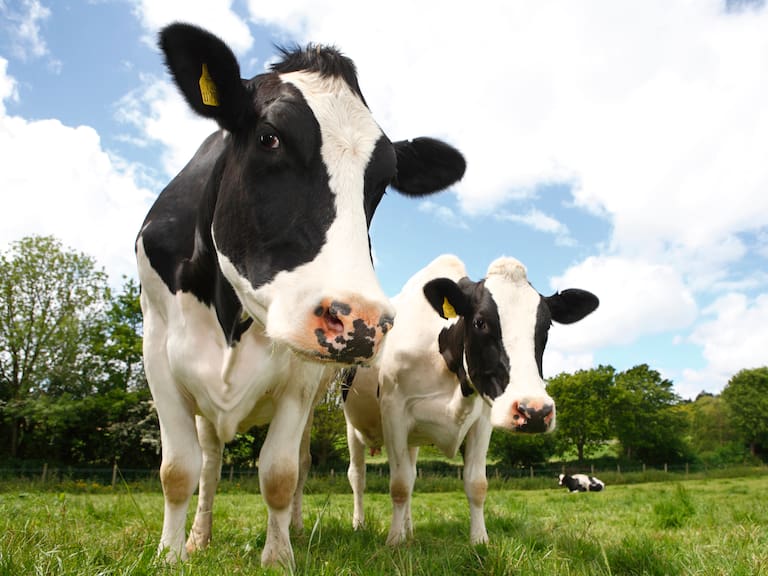 ¿Por qué se dice “hacer una vaca” en Chile? Este es el origen del término