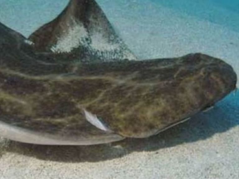 Jugador del Tenerife cazó con una vara una cría de tiburón en peligro de extinción