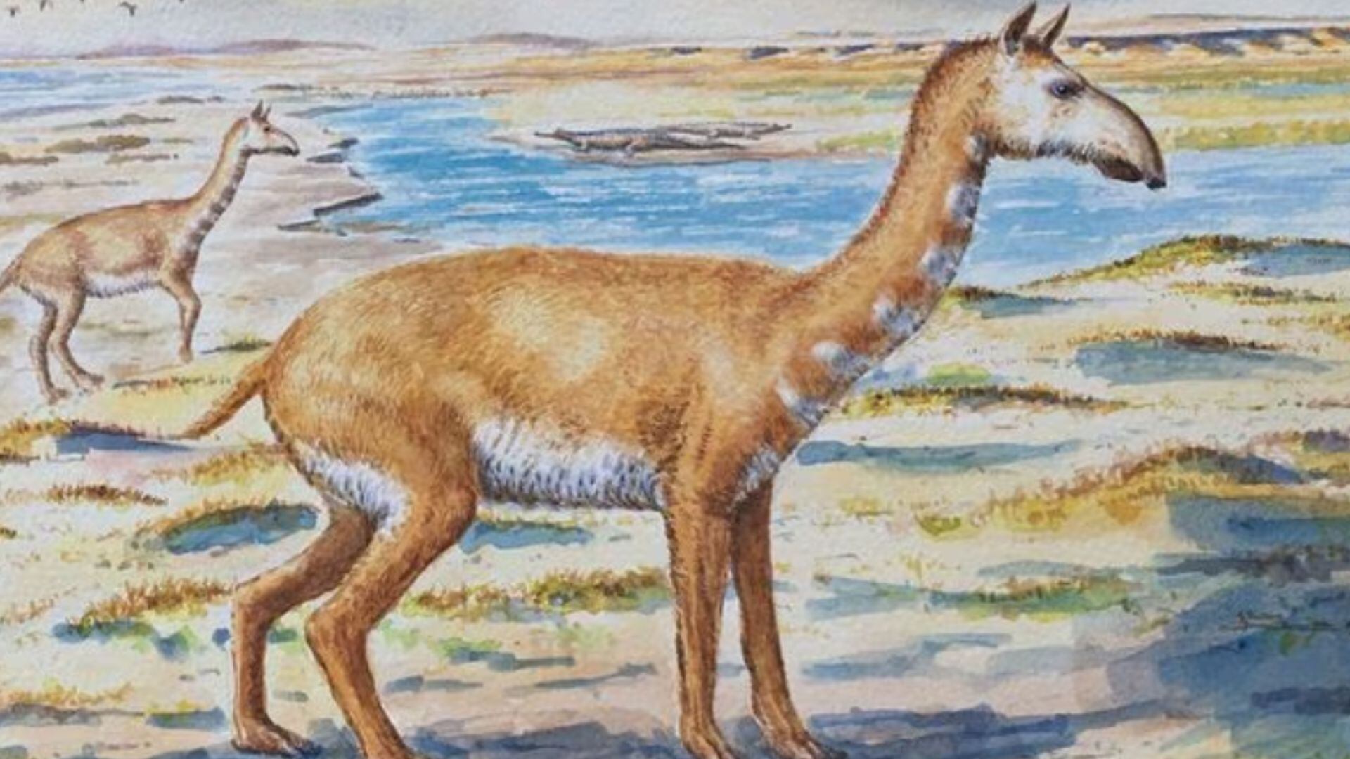 Micrauchenia saladensis, Universidad de Chile, El más famoso de estos animales fue hallado por Charles Darwin, 2023