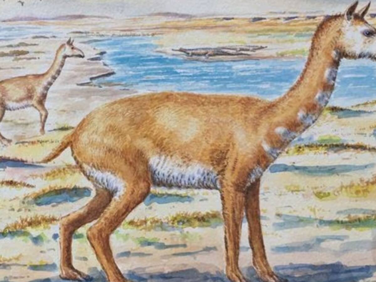 Descubren nueva especie de mamífero que vivió hace siete millones de años en Chile