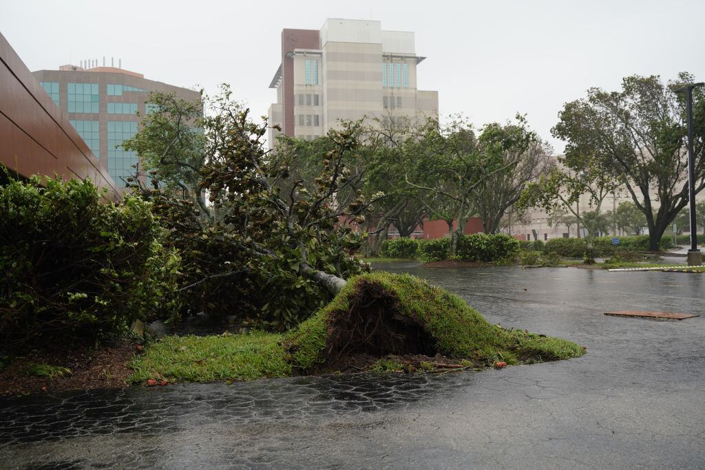 Los vientos del huracán Ian botan los árboles en las ciudades de Florida
