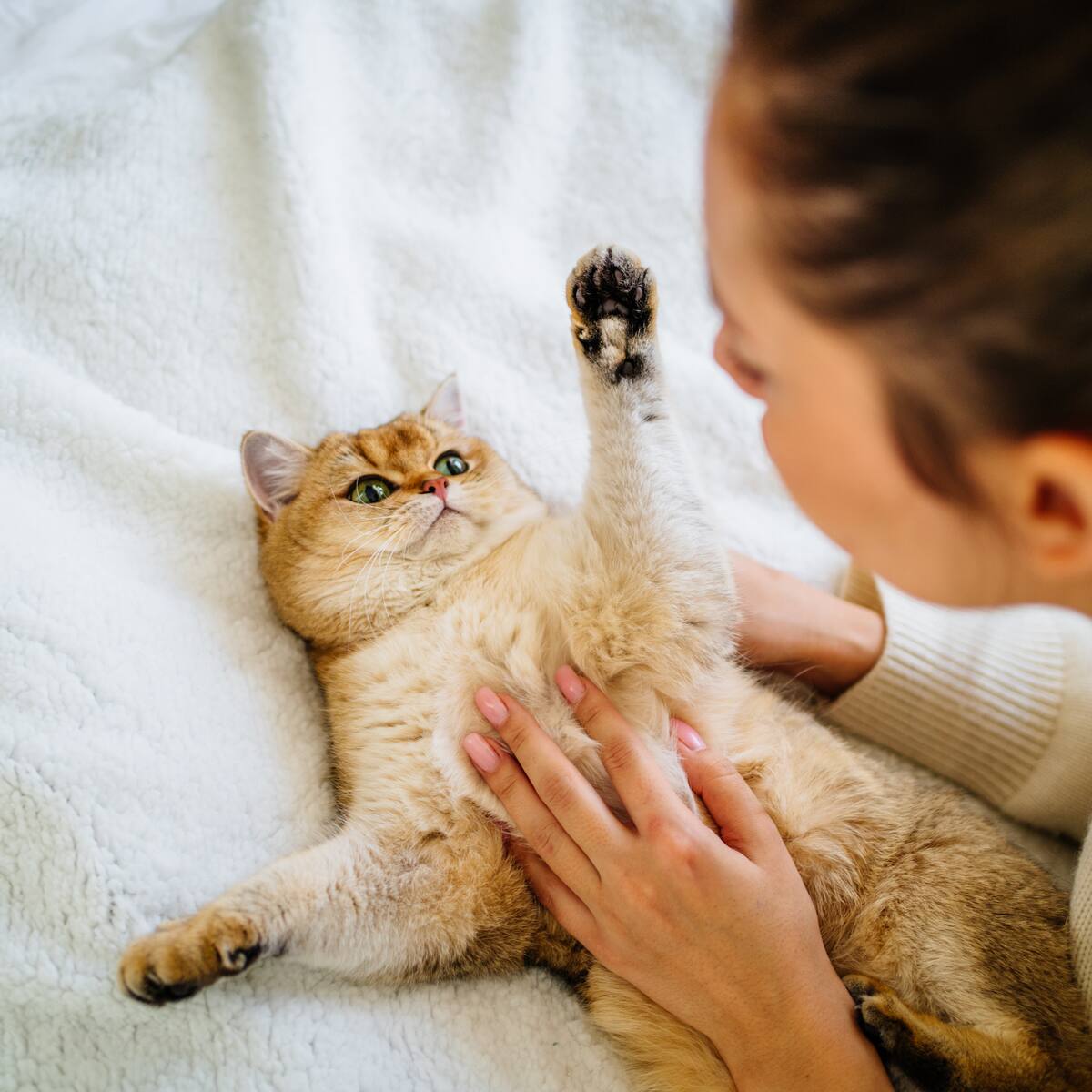 Científicos revelan una técnica simple para comunicarte con los gatos (incluso desconocidos)