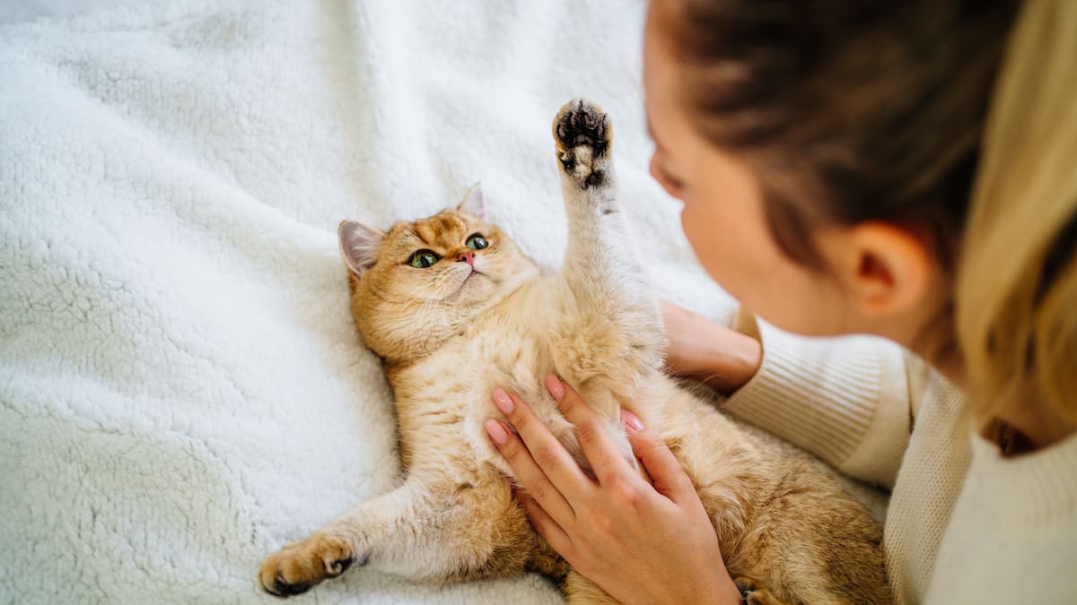 Minsal anuncia jornadas de vacunación para perros y gatos en 16 regiones: revisa horarios, fechas y lugares