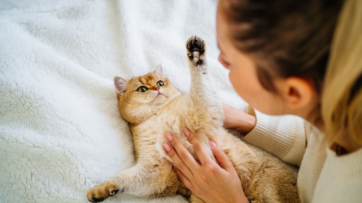 Isla de ensueño ofrece alojamiento gratis por cuidar gatos: estos son los requisitos para postular
