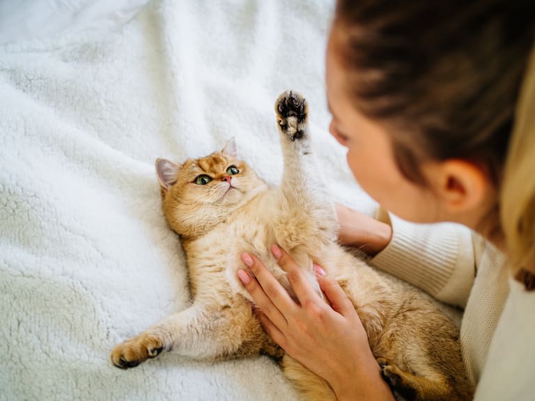 Científicos revelan una técnica simple para comunicarte con los gatos (incluso desconocidos)