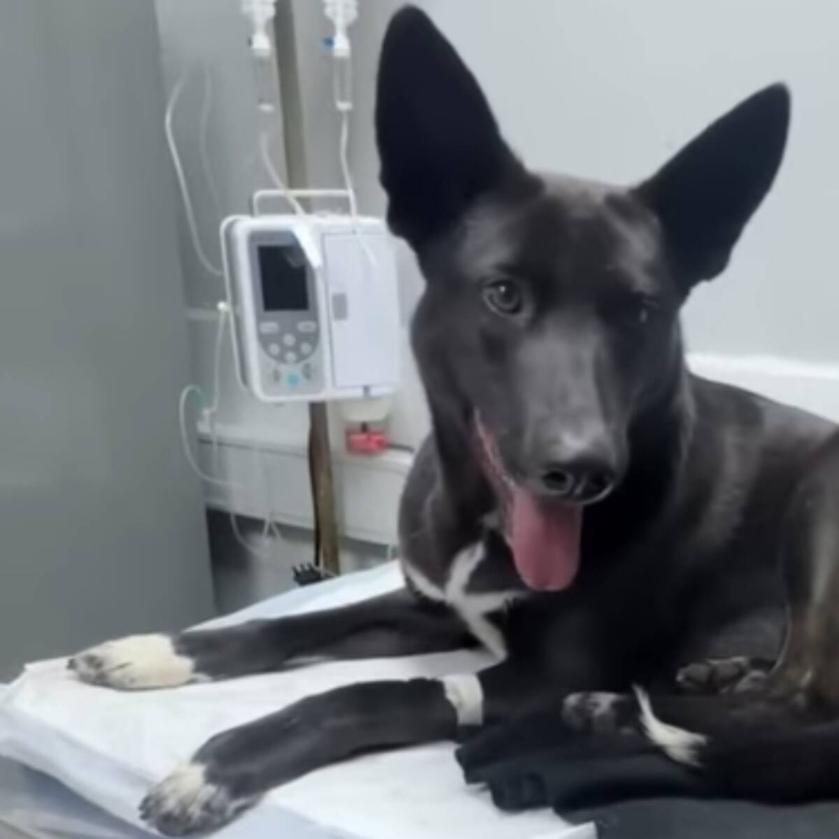 Municipio de Concepción se querella contra hombre acusado de abusar sexualmente de una perrita