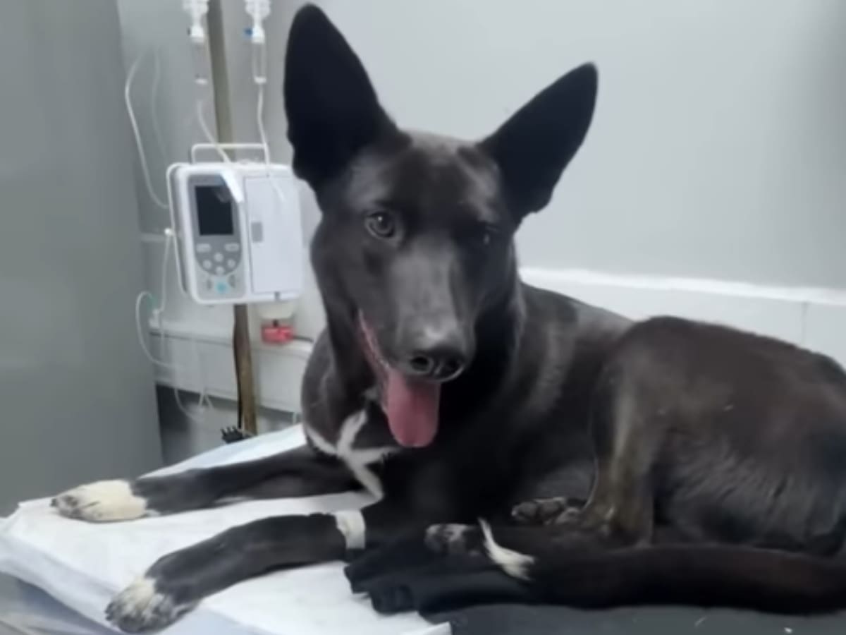 Municipio de Concepción se querella contra hombre acusado de abusar sexualmente de una perrita