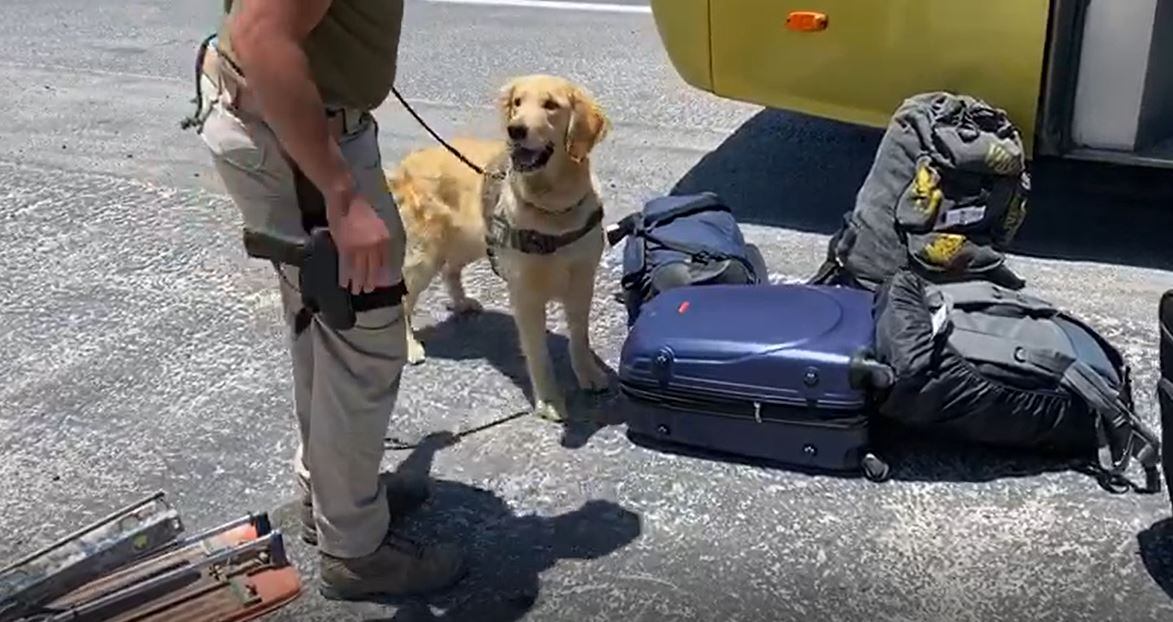 Perro policial Carabineros OS7 drogas